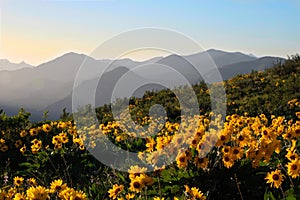 Arnica Heartleaf or Balsamroot Arrowleaf blossoming on meadows in North Cascades National Park.