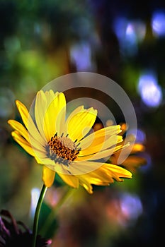 Arnica herb blossom