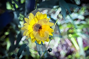 Arnica herb blossom