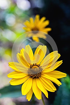 Arnica herb blossom photo