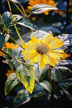 Arnica herb blossom in autumn photo