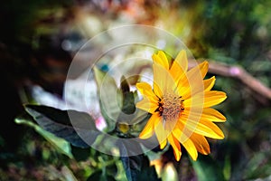 Arnica herb blossom photo