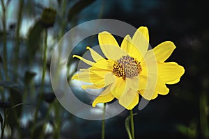 Arnica herb blossom photo