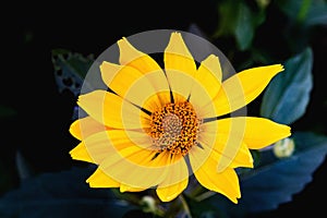 Arnica herb blossom on a dark background photo