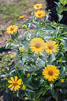 Arnica herb blossoms photo