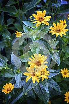 Arnica herb blossoms photo