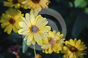 Arnica herb blossoms photo