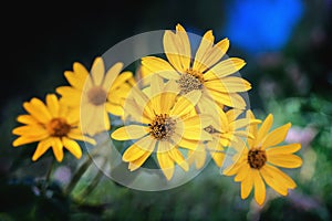 Arnica herb blossoms on a dark background photo