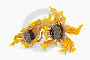 Arnica herb dried blossoms