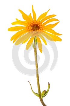 Arnica montana