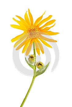 Arnica montana