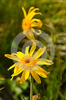 Arnica montana