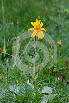 Arnica montana