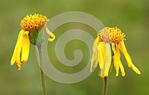 Arnica montana