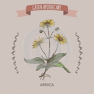 Arnica montana aka mountain tobacco or mountain arnica color sketch.