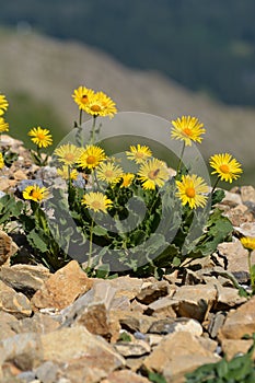 Arnica Montana (Doronicum Grandiflorum)