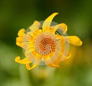 Arnica montana flower