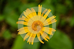 Arnica montana flower