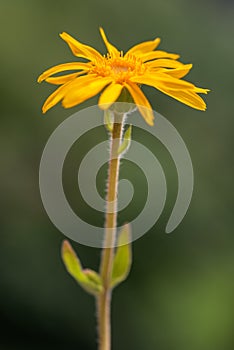 Arnica montana flower