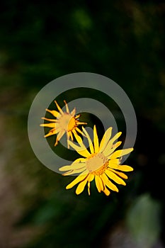 Arnica montana flower on the alps orobiche Lombardy Italy photo