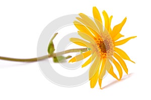 Arnica montana flower photo