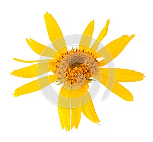 Arnica montana flower photo