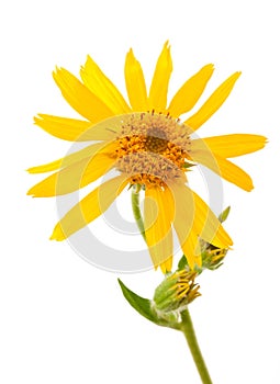 Arnica montana flower photo