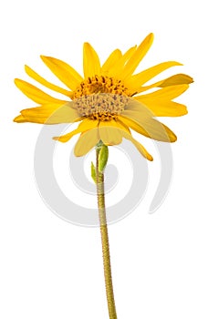 Arnica montana flower photo