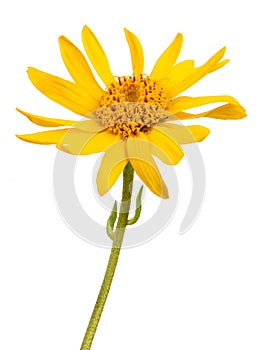 Arnica montana flower photo