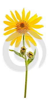 Arnica Montana