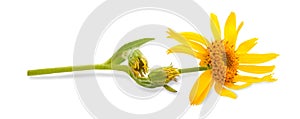 Arnica Montana photo