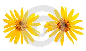 Arnica Montana photo