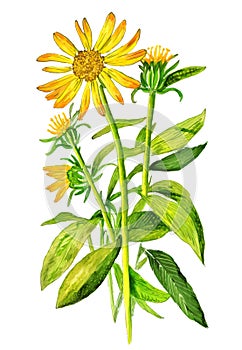 Arnica montana medicinal plant isolated on white background. Generative AI illustration in watercolor style