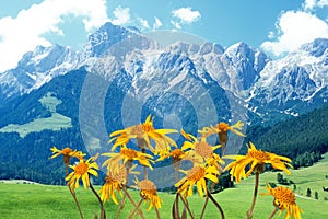 Arnica montana photo