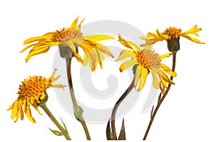 Arnica montana photo