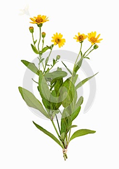 Arnica montana plant, isolated