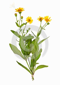 Arnica montana plant, isolated photo
