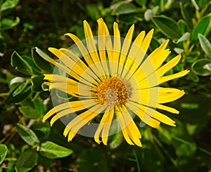 Arnica montana photo