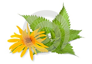 Arnica and nettle photo