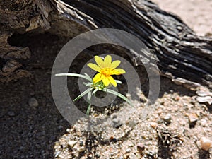 Arnica in New Mexico