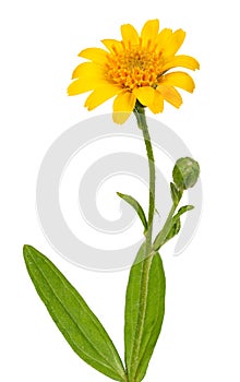 Arnica plant for alternative medicine photo
