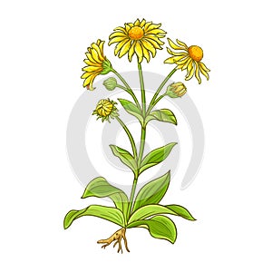 Arnica Plant Colored Detailed Illustration.