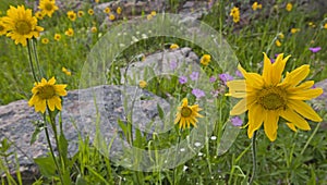 Arnica and Sticky Geranium wildflowers sunflower sunflowers