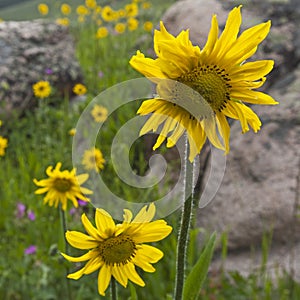 Arnica and Sticky Geranium wildflowers