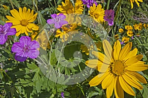 Arnica flowers Sticky Geranium wildflowers sunflowers wild sunflower photo