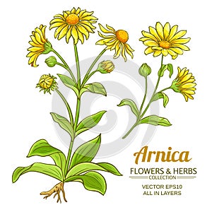 Arnica vector set photo