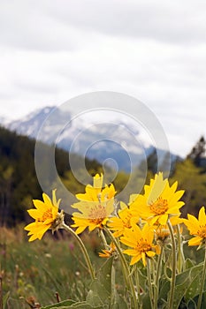 Arnica Wild Flower photo