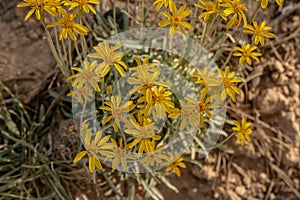 Arnica Wildflowers Bloom in Bryce Canyon
