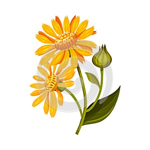 Arnica Yellow or Orange Flower Head with Long Ray Florets on Green Stem Vector Illustration photo