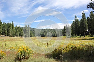 Arnold Meadow of the High Sierras in California